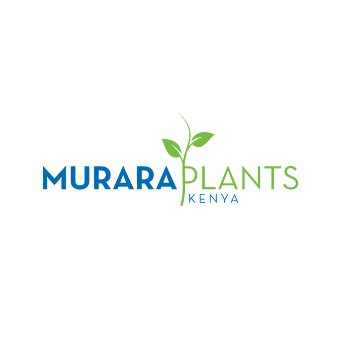 Murara Plants Kenya 